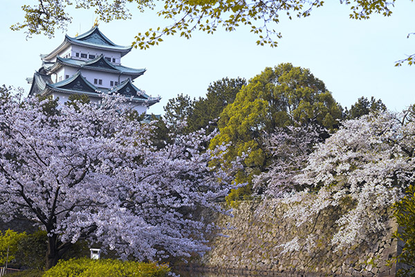 | NAGOYA Castle Sakura Festival 2024 |