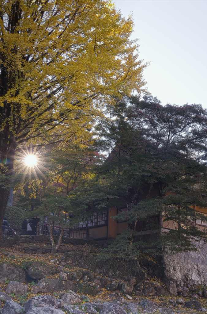 お花見と紅葉狩りが同時に！？