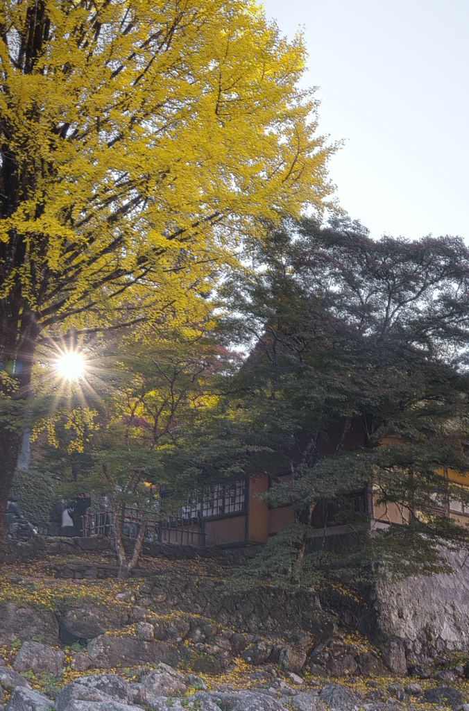 お花見と紅葉狩りが同時に！？