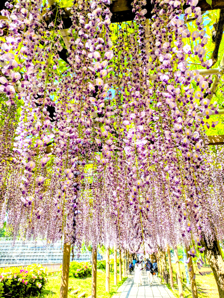 桜と藤の花~~Yumi~~