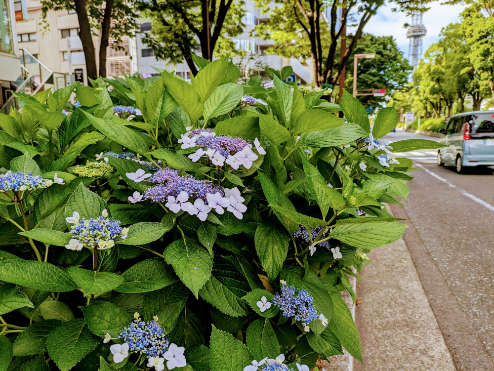 ６月の紫陽花~~Yumi~~