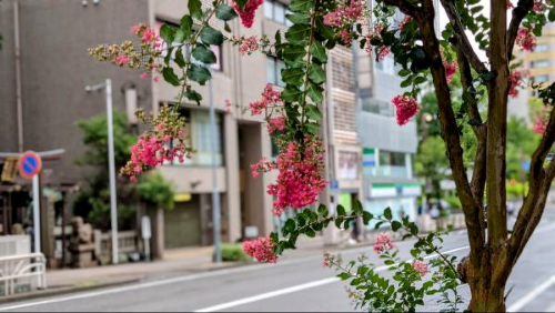 🌧️令和7年7月17日|名古屋・泉から、雨の夏便り